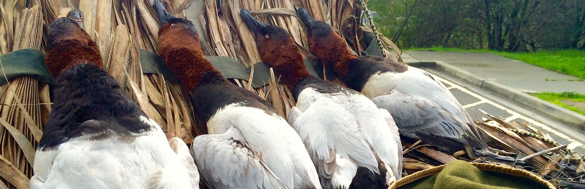 Northern California Duck Hunting