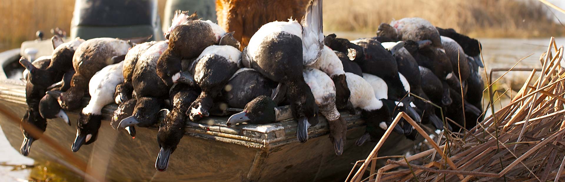 Feather Dog Outfitters - Testimonials